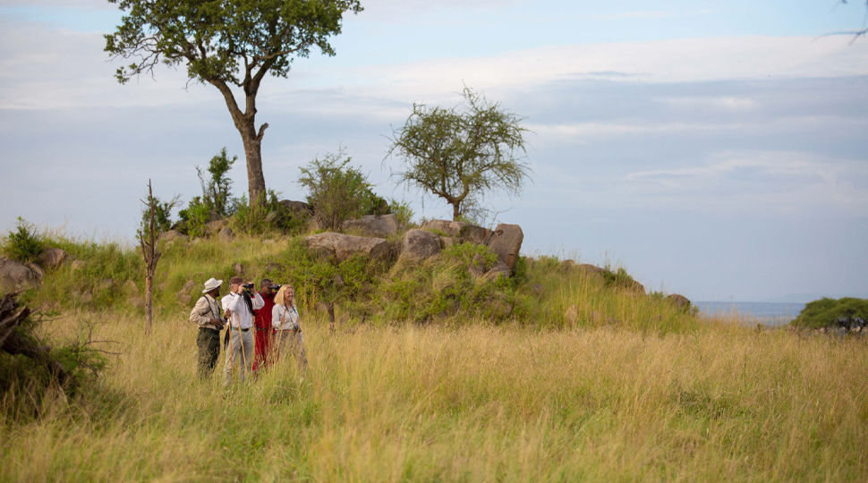 Three tourists wearing khaki clothing stand with a Maasai guide wearing a deep-red cloak in the middle of a meadow in the Serengeti